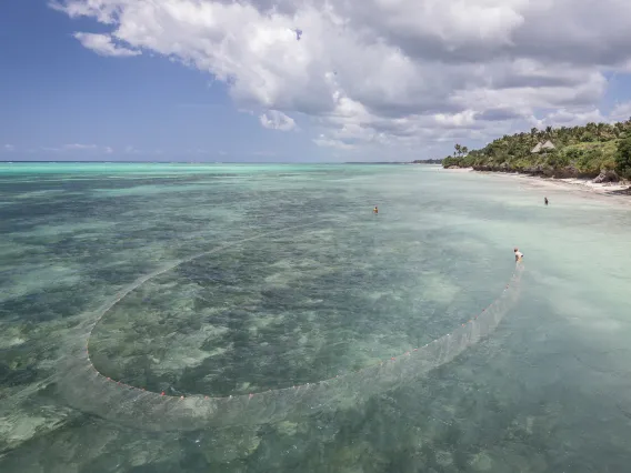 Nets being used off of the coast of a tropical region.