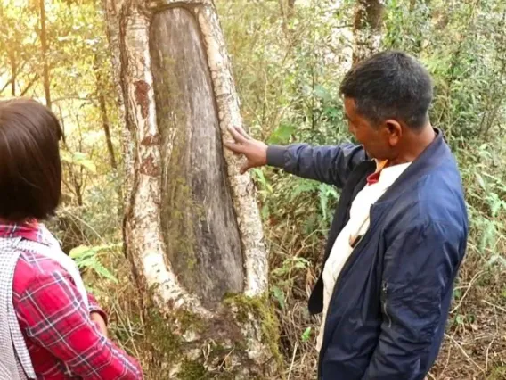 A man and woman in a forest observing a tree