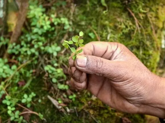 A man's hand holding a plant