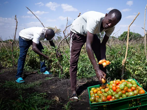 Two workers picking tomatoes