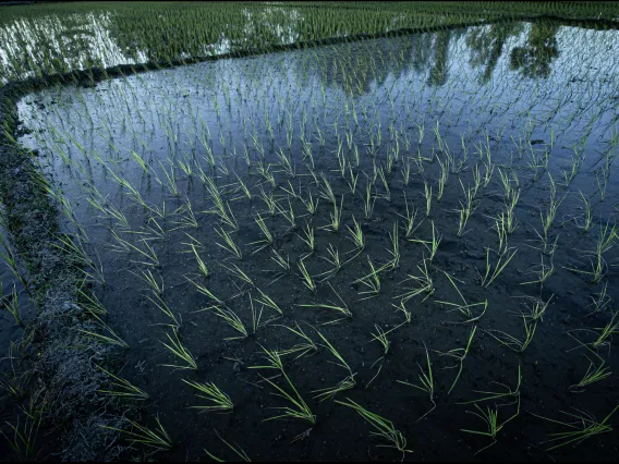 Rice paddy