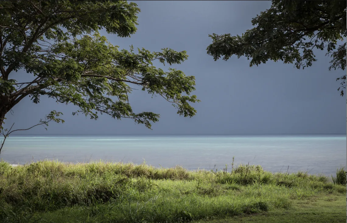 The ocean horizon shown through the treeline of a Carribean island