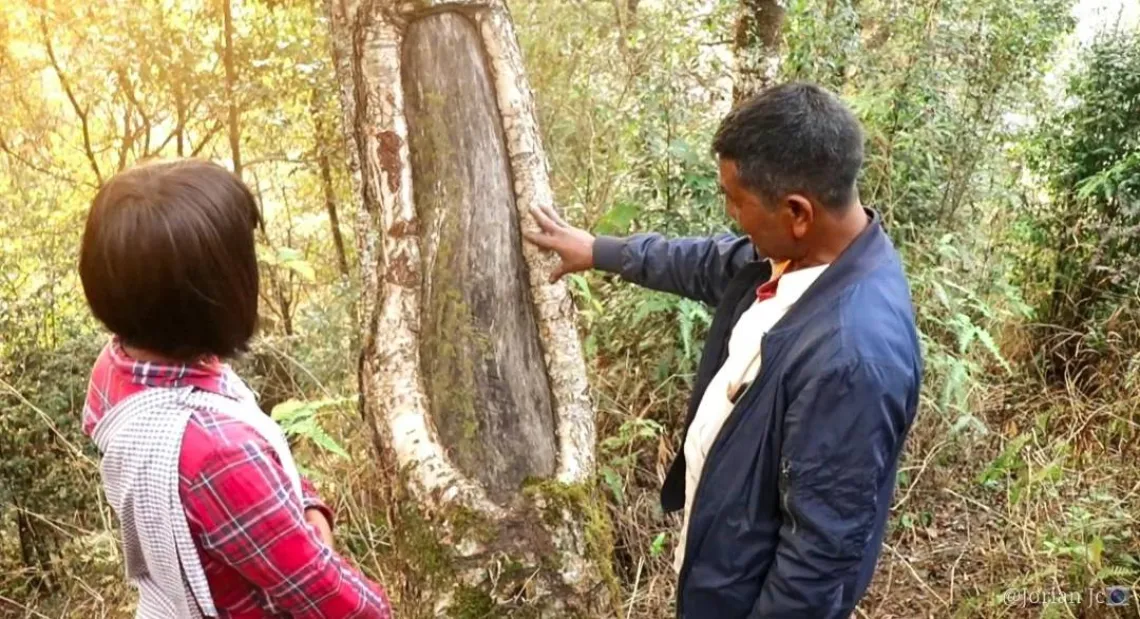 A man and woman in a forest observing a tree