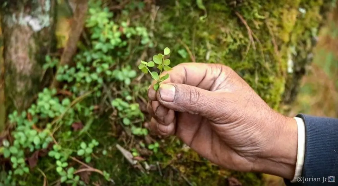 A man's hand holding a plant