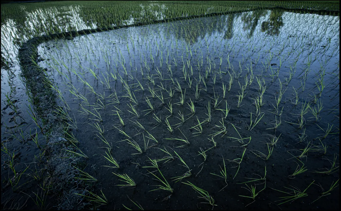 Rice paddy